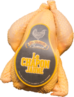 Chapon Jaune